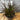 Foliage of Dwarf Purple Fountain Grass