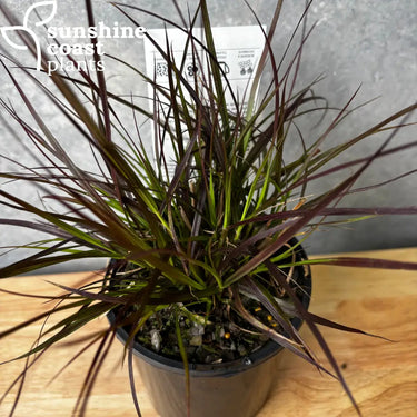 Foliage of Dwarf Purple Fountain Grass