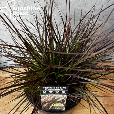 Pennisetum rubrum dwarf 200mm pot