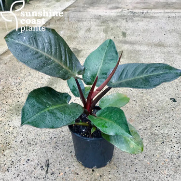 Philodendron Black Cardinal 300mm Plant