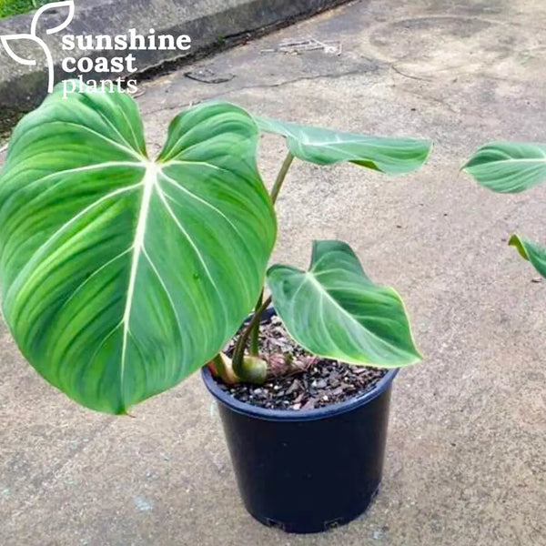 Philodendron Gloriosum