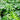 Philodendron Hope Plant