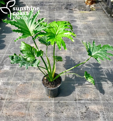 Philodendron Hope Plant