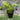 Philodendron Lickety Spilt 140mm pot