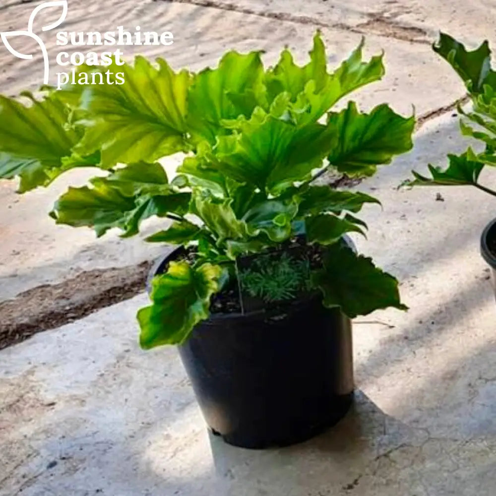 philodendron sunshine Philodendron Lickety Spilt – Sunshine Coast Plants