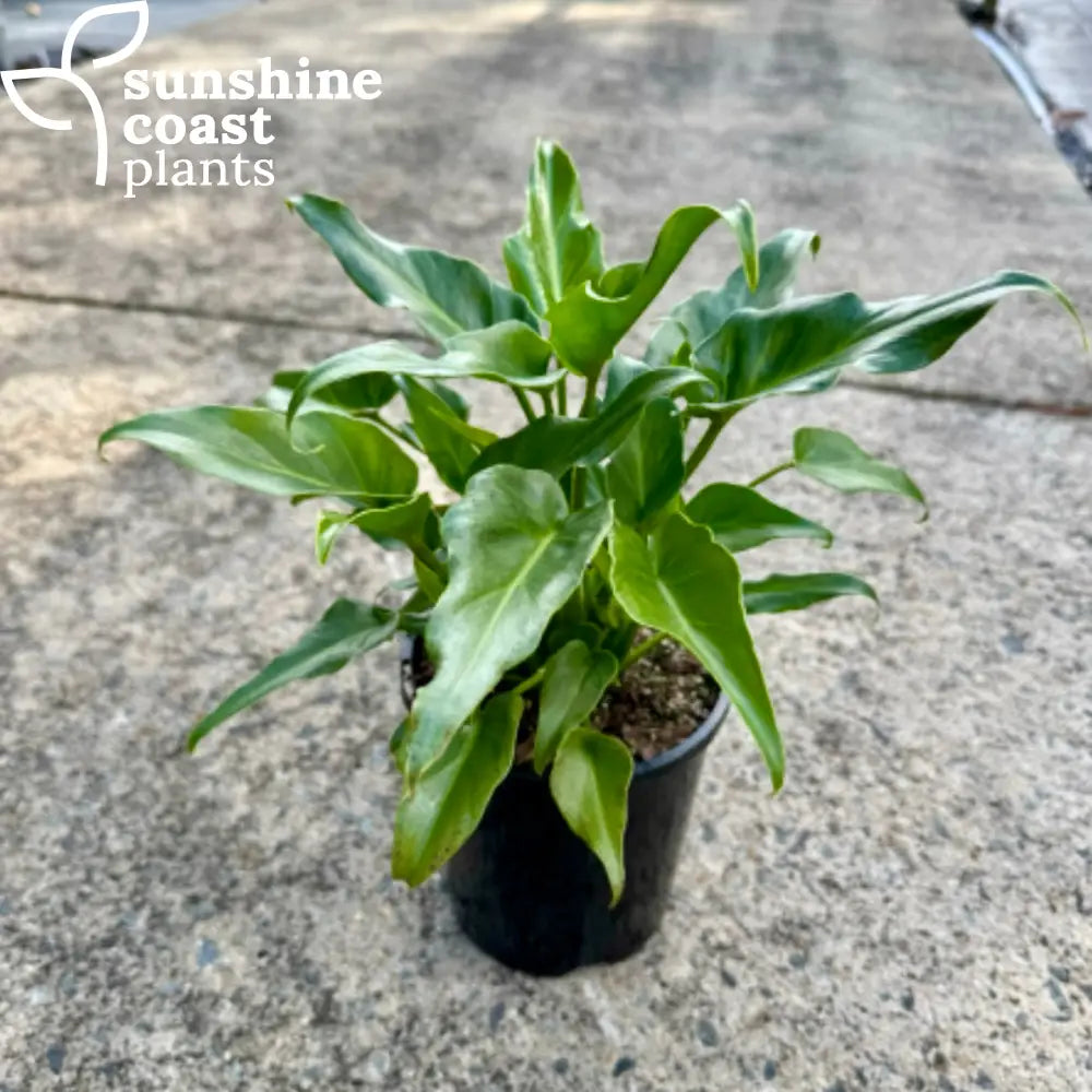 buy philodendron xanadu sydney Philodendron Xanadu