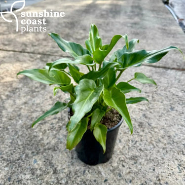 Philodendron Xanadu Plant