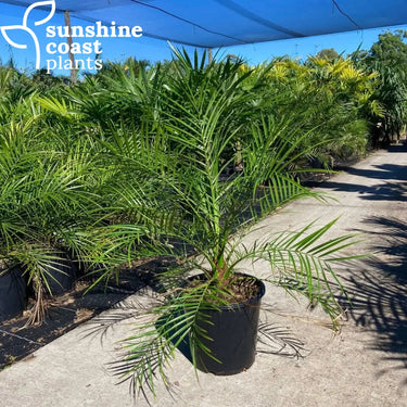 Phoenix roebelenii ’Dwarf Date Palm’ 250mm Single Trunk Plant