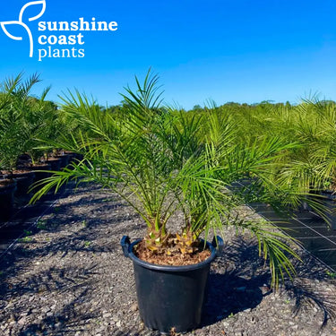 Phoenix roebelenii ’Dwarf Date Palm’ Plant
