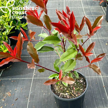 Photinia ’Red Robin’ Plant