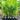 Pinanga coronata - Ivory Cane Palm 300mm pot Plant