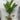 Pinanga coronata - Ivory Cane Palm Plant