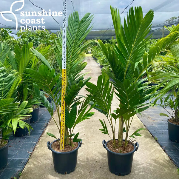 palm cane plant Pinanga coronata - Ivory Cane Palm