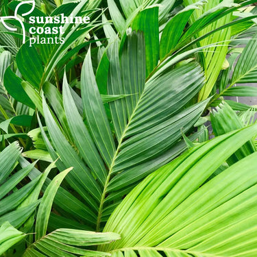 Pinanga coronata - Ivory Cane Palm Plant
