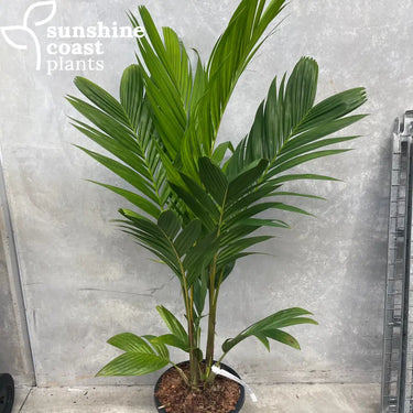 Pinanga coronata - Ivory Cane Palm Plant