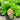 Pittosporum Miss Muffet 200mm pot Plant