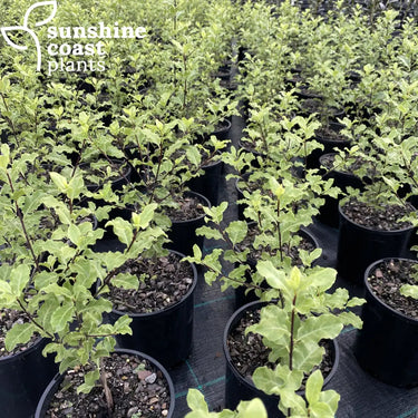 Pittosporum Tasman Ruffles 140mm pot Plant