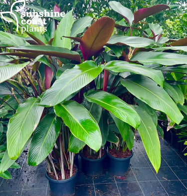 Pleiostachya Pruinosa - Calathea Wheat 300mm pot Plant