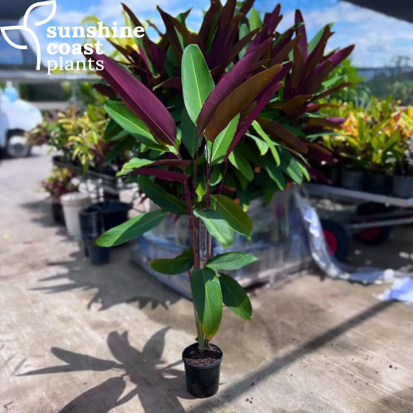Pleiostachya Pruinosa - Calathea Wheat