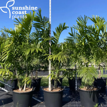 Ptychosperma Elegans - Solitaire Palm 110Ltr pot - Multi trunk Plant