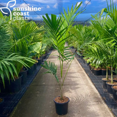 Ptychosperma Elegans - Solitaire Palm Plant