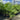 Ptychosperma Elegans - Solitaire Palm Plant