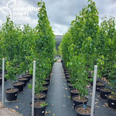 Pyrus calleryana Capital - Ornamental Pear