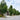 Pyrus calleryana Capital - Ornamental Pear