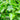 Pyrus calleryana Chanticleer - Ornamental Pear