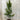 Pyrus calleryana Chanticleer - Ornamental Pear - 400mm pot