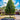Pyrus calleryana Chanticleer - Ornamental Pear
