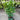 Radermachera ’Summerscent’ 45ltr bag Plant