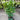 Radermachera ’Summerscent’ 45ltr bag Plant