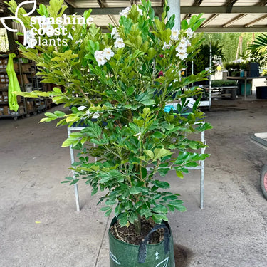 Radermachera ’Summerscent’ 45ltr bag Plant