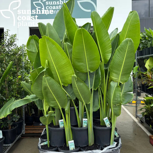 Ravenala Madagascariensis - Travellers Palm