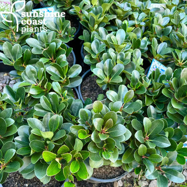 Rhaphiolepis ’Oriental Pearl’ Plant