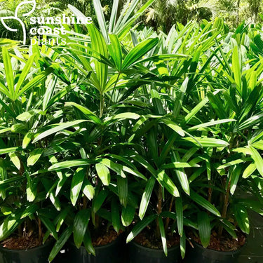 Rhapis Excelsa - Lady Palm 250mm pot Plant