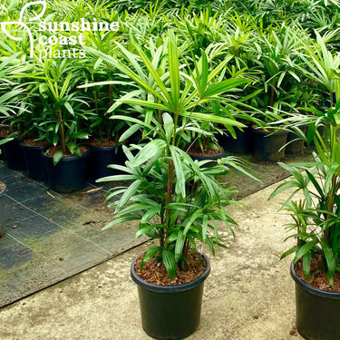 Rhapis Excelsa - Lady Palm 300mm pot Plant