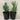 Senecio ’Ice Sticks’- Ice Sticks Succulent 140mm pot Plant