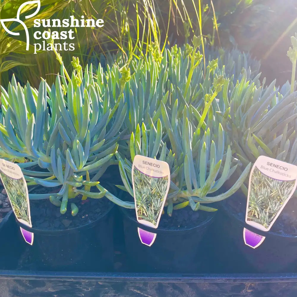 succulents sunshine coast Senecio Serpens - Blue Chalksticks