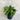 Spathiphyllum ’Power Petite’ - Power Petite Peace Lily 200mm pot Plant