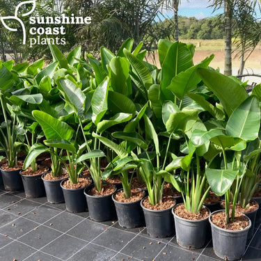 Strelitzia Nicolai - Giant White Bird of Paradise Plant
