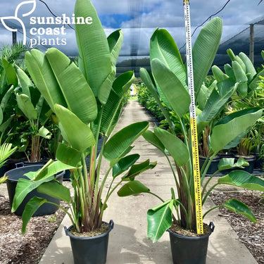 Strelitzia Nicolai - Giant White Bird of Paradise Plant