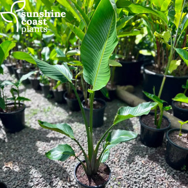 Strelitzia Nicolai - Giant White Bird of Paradise Plant