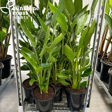 Strelitzia Reginae - Bird of Paradise Plant