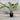 Tacca Chantriera - Black Bat Plant 200mm Pot Plant