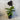 Tacca Chantriera - Black Bat Plant 200mm Pot Plant