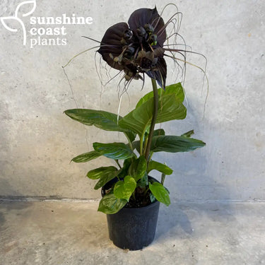 Tacca Chantriera - Black Bat Plant 200mm Pot Plant