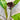 Tacca Chantriera - Black Bat Plant 200mm Pot Plant