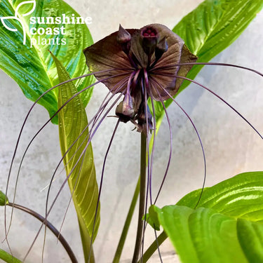 Tacca Chantriera - Black Bat Plant 200mm Pot Plant
